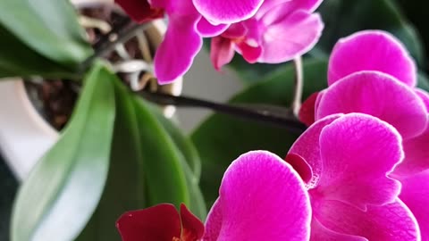 Indoor plants # Orchid