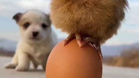 Friendship of cute puppy and chick's