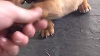 Brown weiner dog puppy shakes hand with owners