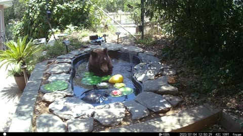 Bear Plays With Fountain In Backyard Pond