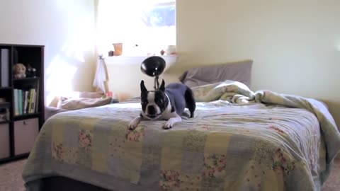 Excited Boston Terrier runs in circles for playtime(