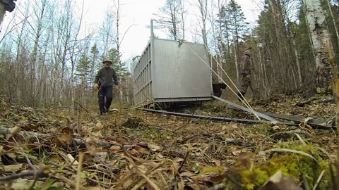 Incredibly Rare Siberian Tiger Release!