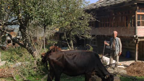 An unknown old man stands with grazing cows in the Indian village, Himachal Pradesh, Kullu Valley