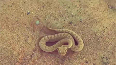 Dubai desert snake