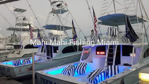 Mahi Mahi Fishing in Miami