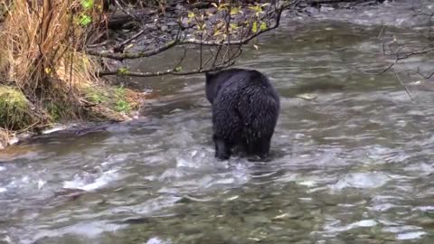 Bear and fish