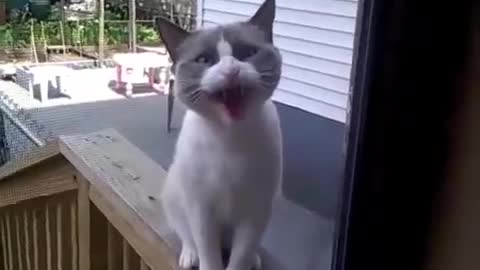new best video by the yelling cat is so funny