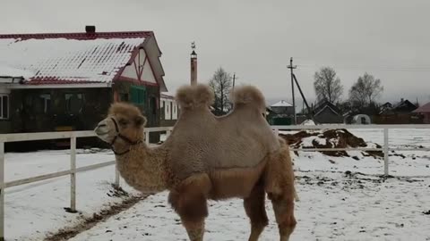 Camel Sees Snow For the First Time