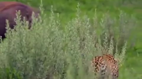 Cheetah vs Wild Boar