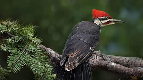 sound of the woodpecker