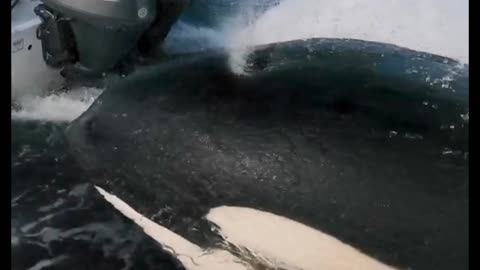 an orca appeared by surprise