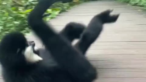 Amazing yoga of chimpanzee