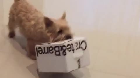 Puppy Is Totally Obsessed With A White Box