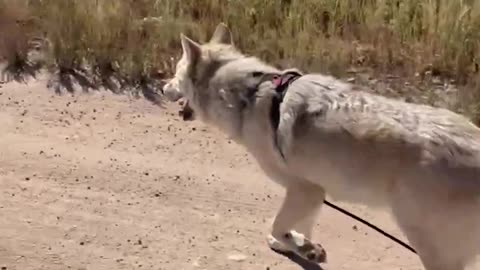 High Content Wolfdog On Long Leash Walking & Training