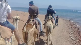 Tourist Records His Adventure In Camel Dahab Beach Walk