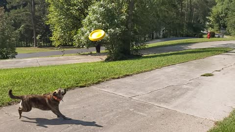 Super SloMo RoRo catching frisbee