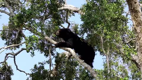 Sri Lankan sloth bear(Melursus ursinus inornatus) feasting on Palu fruit (Manilkara hexandra)