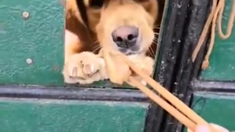 Funny puppy videos