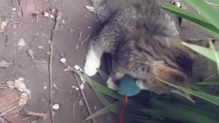 Asmr 😻😻 Kitten and mouse playing part 2