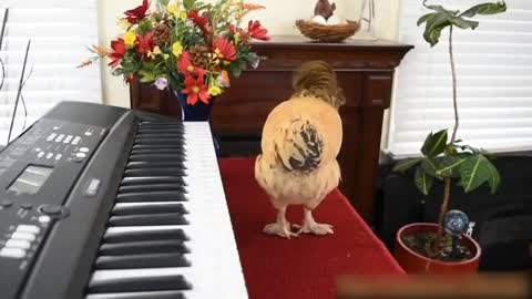 Chicken Plays Beautiful Melody on the Piano