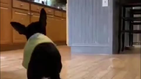 funny dogs video