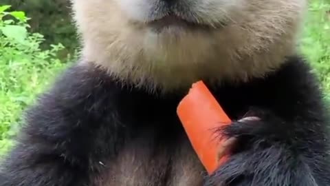 A very cute panda