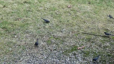 Dark-eyed juncos