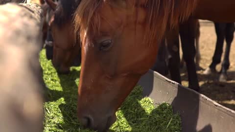 Brown horses eating hay in a farmyard