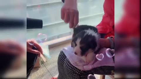 Sweet little pup bathing in the bathtub, too cute, puppy, love, funny dog