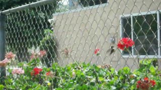 Hummingbird Finding Nectar