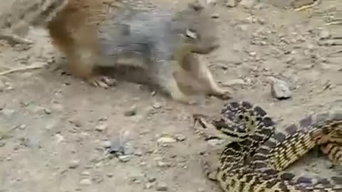 Squirrel fights snake