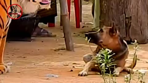 Troll Prank dog & fake Lion and Fake Tiger Prank To dog _ Videos Troll 2021 Ep2