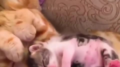 Best of the 2021 funny animal ,Cute Pet's & Cat's Fun videos, love animals.