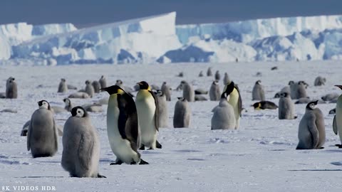 Thousands of penguins died in Antarctica.ultra hd
