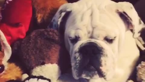 Can you spot the dog in this pile of stuffed animals?