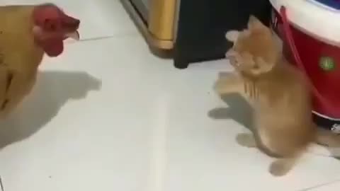 Cats funny