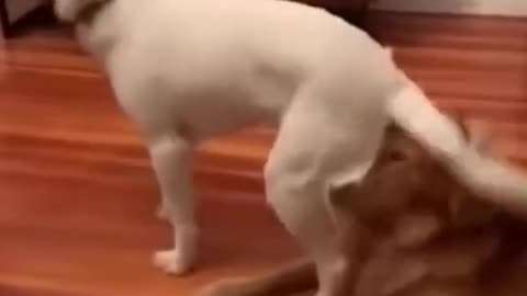 Funny animal video