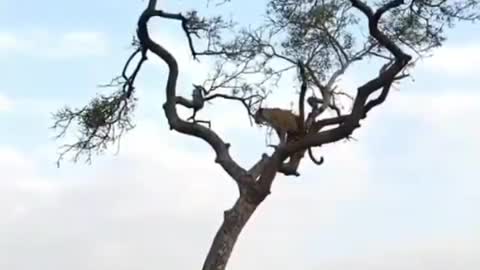 This monkey managed to wine survive for the fittest game against the hungry Leopard