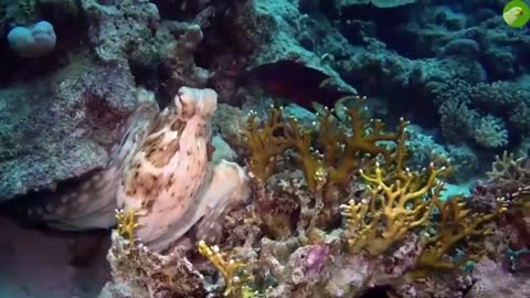 Octopus Video With Relaxing Music Beautiful Octopus in the Sea