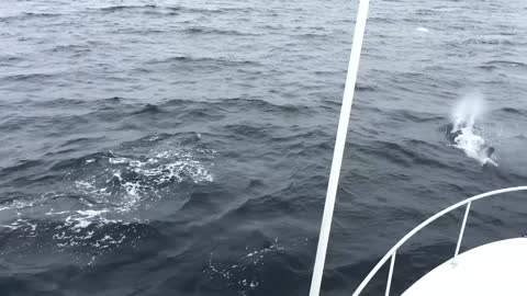 Orcas Entertain Fishing Boat Charter in San Diego