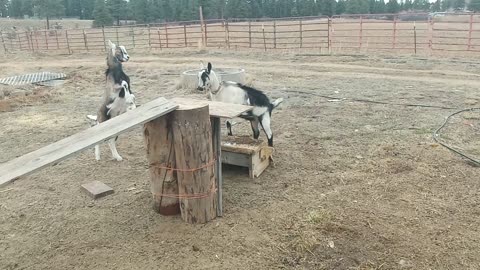 Adorable Goats go around and around we go, where the goat stops no body knows