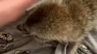 Meerkat Makes Heartwarming Cuddle Noises