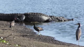 Alligator walks to the pond