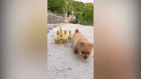 A Cute Puppy became the Boss of five Ducklings