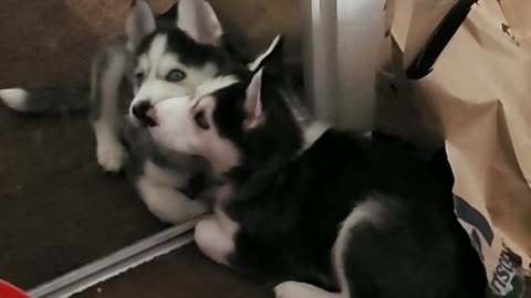 Husky Puppy Plays With Her Mirror Friend