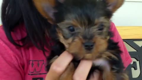 Adorable Tiny Teacup Yorkie Puppy!