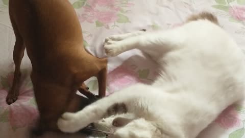 my puppy and my kitten playing on the bed.