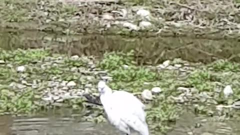 An egret in the city