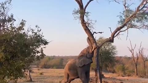 Elephants have the ability to lift and carry heavy objects with ease