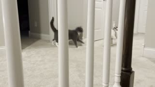 Puppy takes on cat